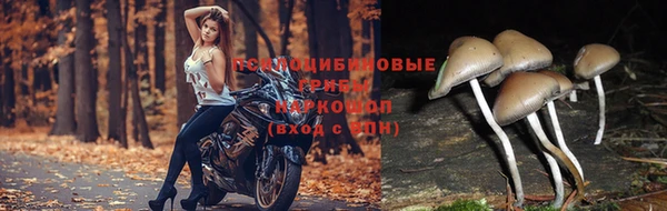 PSILOCYBIN Алексин
